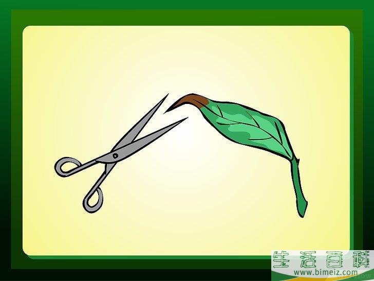 怎么除去室内植物棕色的叶尖