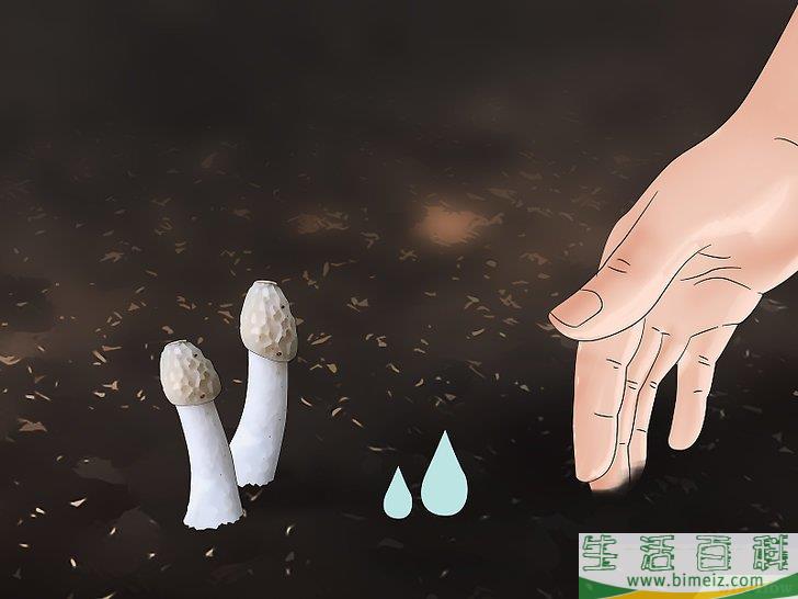 怎么消灭竹荪