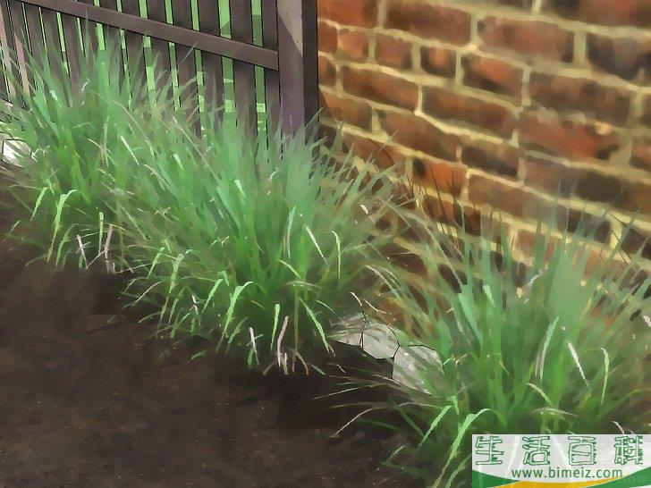 怎么用植物驱蚊