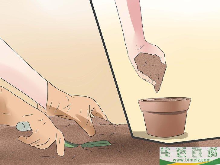 怎么照顾捕蝇草