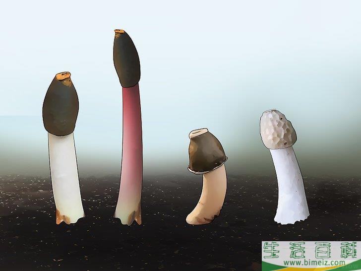 怎么消灭竹荪