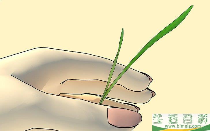 怎么在家种小麦草