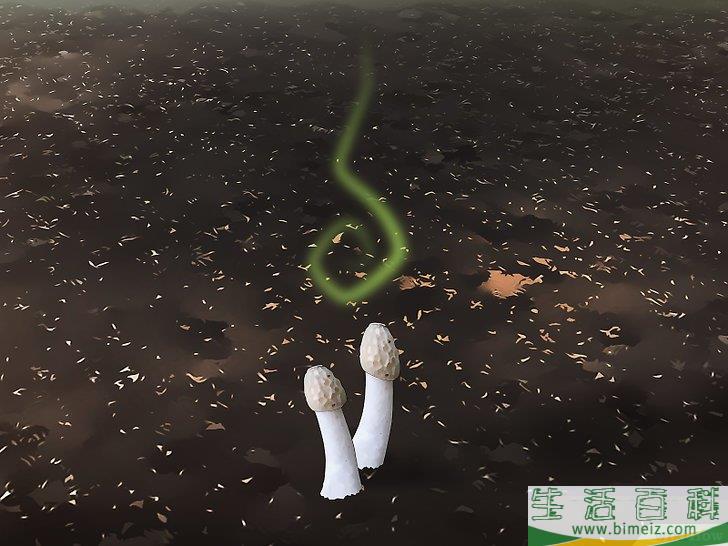怎么消灭竹荪