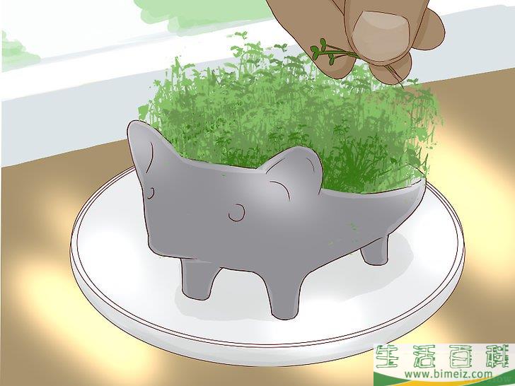 怎么培植奇亚籽宠物