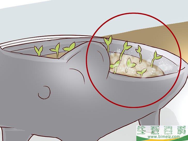 怎么培植奇亚籽宠物