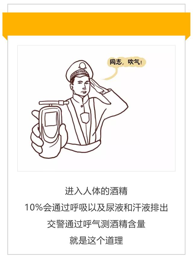 酒精是如何消化的