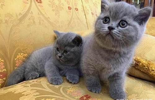 猫的资料