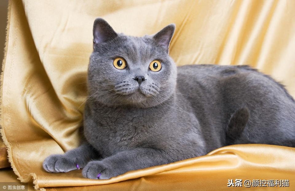 给猫咪吃剩饭会有什么危害
