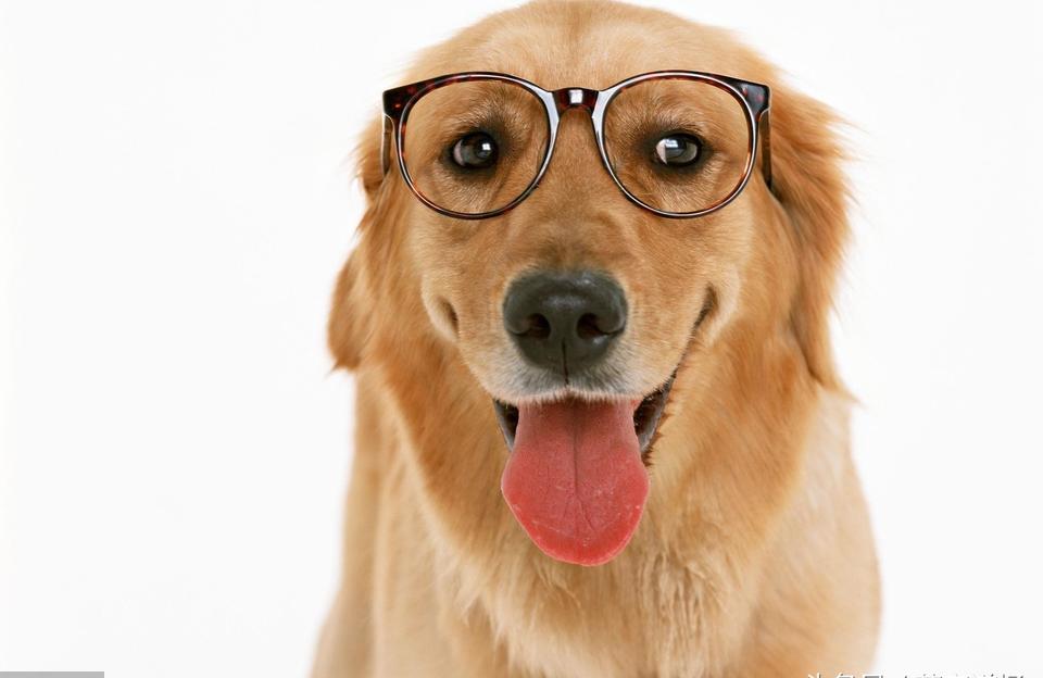世界上有多少种犬类