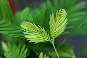 含羞草的药用价值