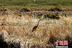 青海湖有什么鸟