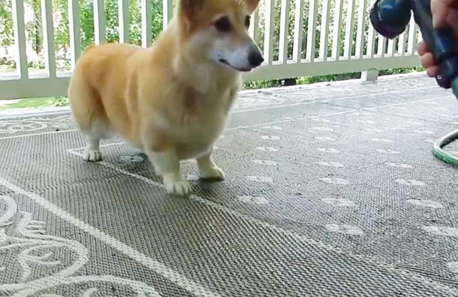 什么狗尾巴最短