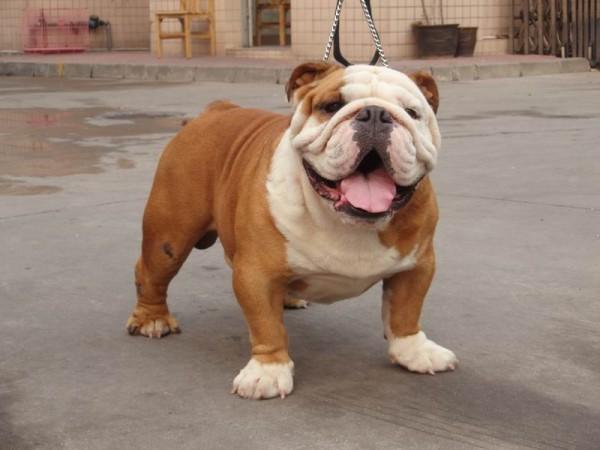 斗牛犬到底有哪些品种啊