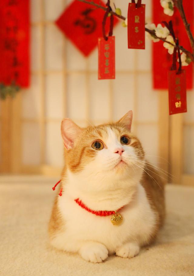 小猫得了猫瘟怎么办