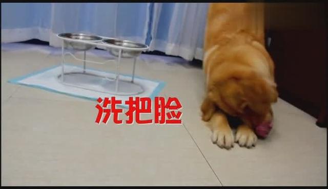 小狗要怎么烹饪才好吃