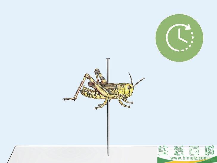 怎么保存昆虫标本