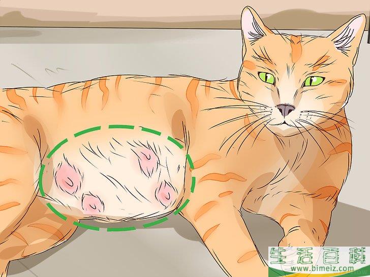 怎么判断猫咪是否即将分娩
