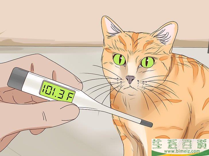 怎么判断猫咪是否即将分娩