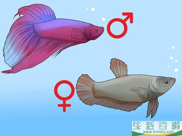 怎么判断斗鱼的性别