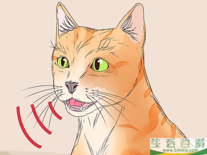 怎么判断猫咪是否即将分娩