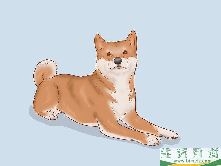 怎么挑选柴犬幼崽