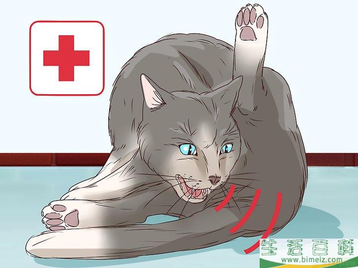 怎么判断猫咪是否即将分娩
