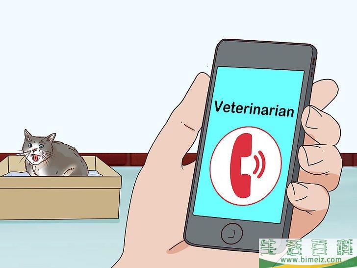 怎么判断猫咪是否即将分娩