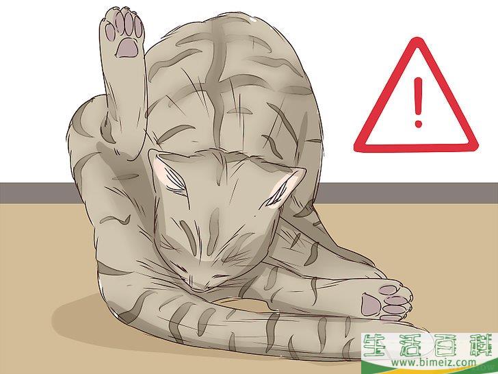 怎么判断猫咪是否即将分娩