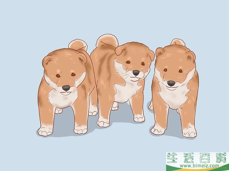 怎么挑选柴犬幼崽