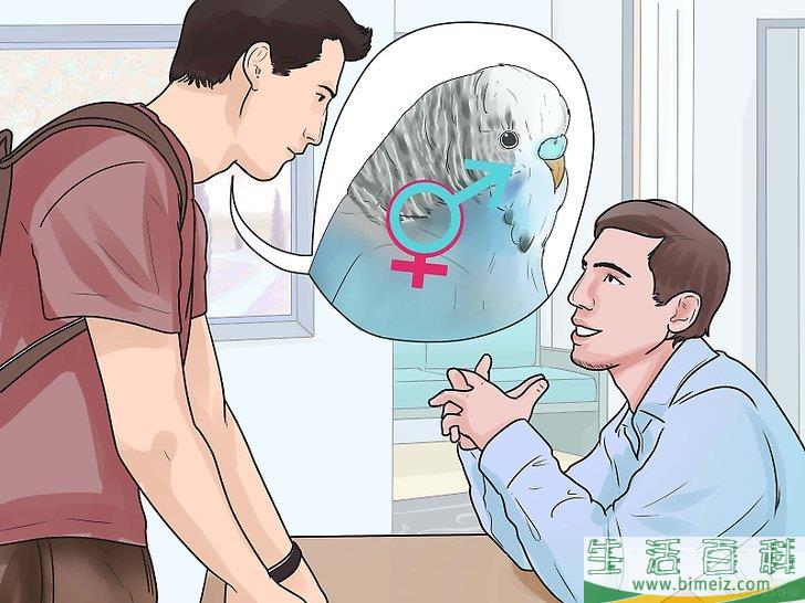 怎么确定虎皮鹦鹉的性别