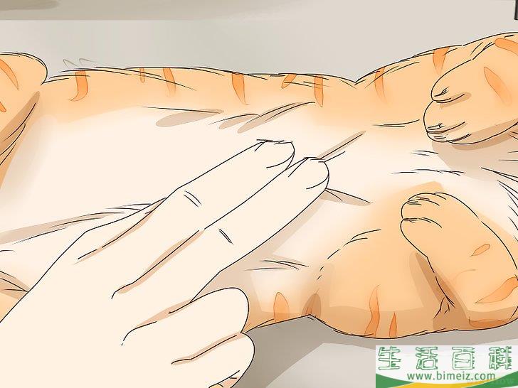 怎么判断猫咪是否即将分娩