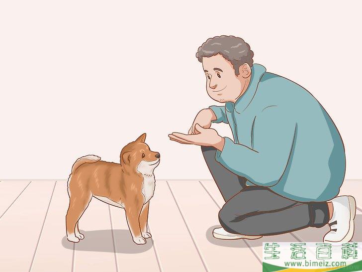 怎么挑选柴犬幼崽