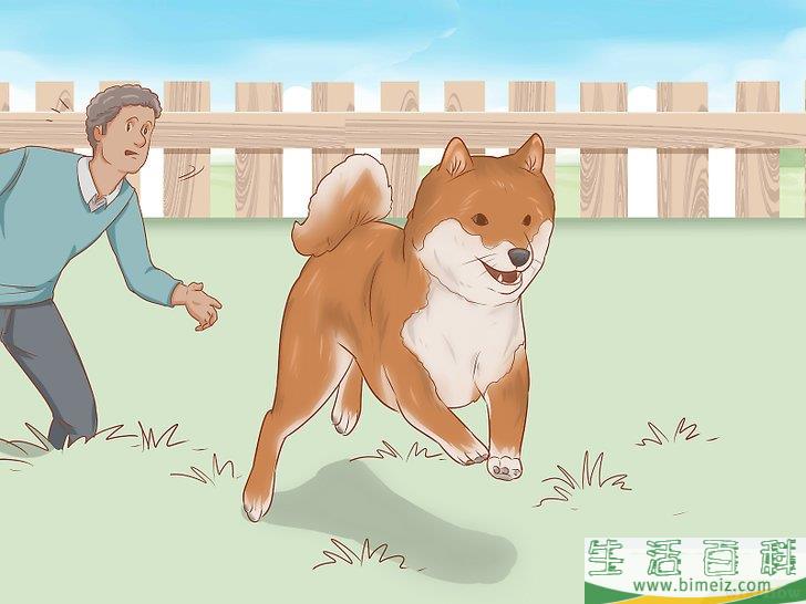 怎么挑选柴犬幼崽