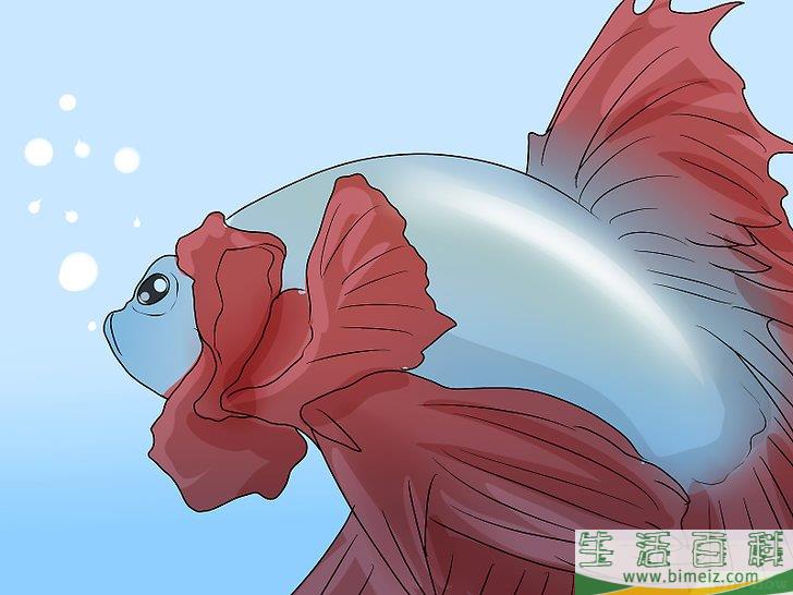 怎么判断斗鱼的性别