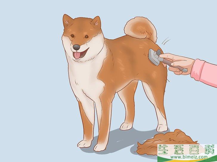 怎么挑选柴犬幼崽