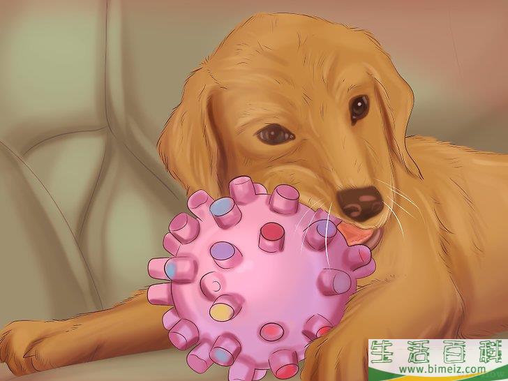 怎么确保爱犬产后健康