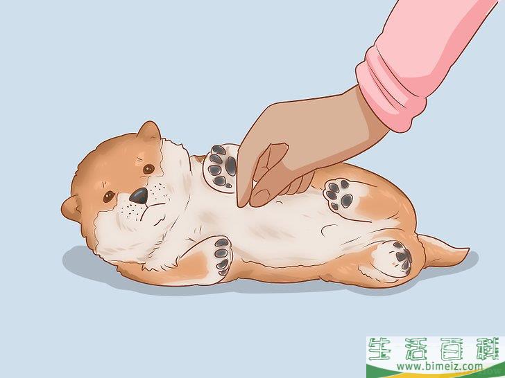 怎么挑选柴犬幼崽