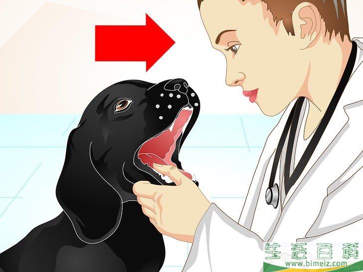 怎么改善狗狗软便的情况