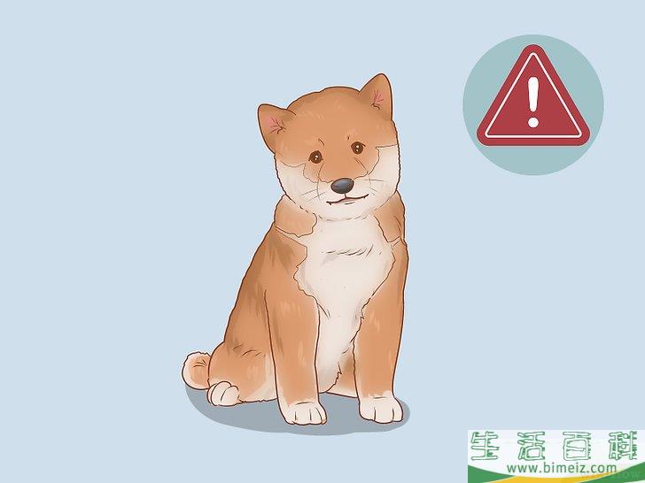 怎么挑选柴犬幼崽