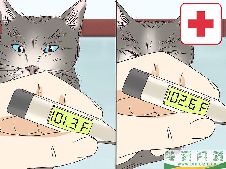 怎么判断猫咪是否即将分娩