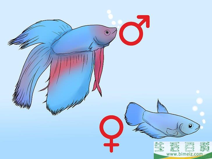 怎么判断斗鱼的性别