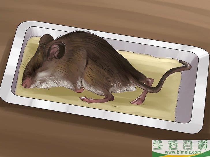 怎么快速灭鼠