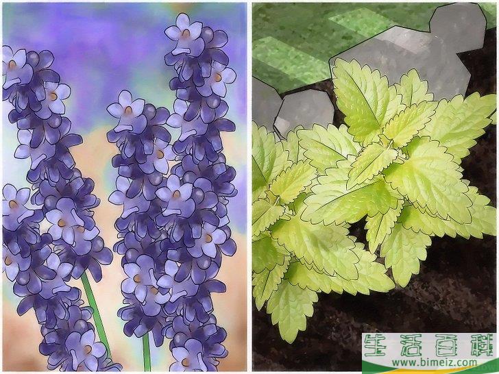 怎么让自家院子里没有蚊子