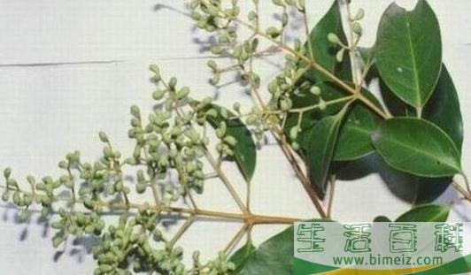 桤木的清洁保养办法-桤木怎么辨别？