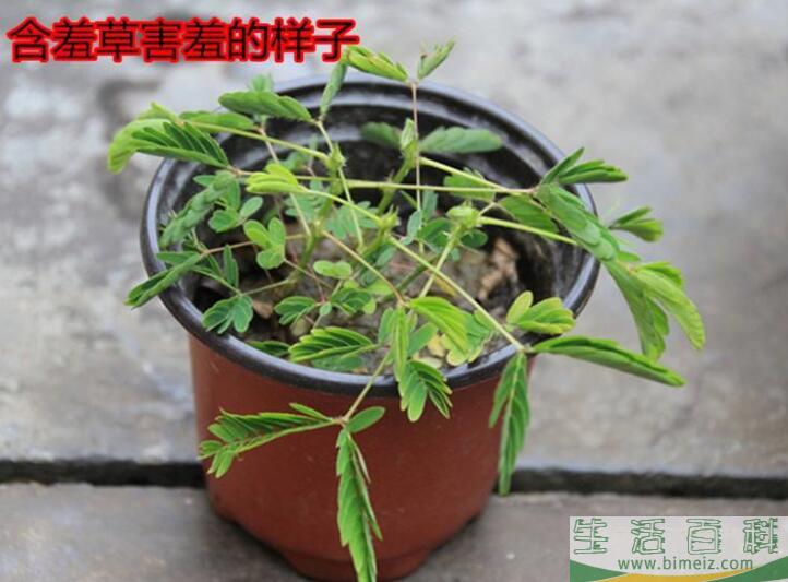 含羞草为什么会害羞？含羞草会害羞的原因和特点