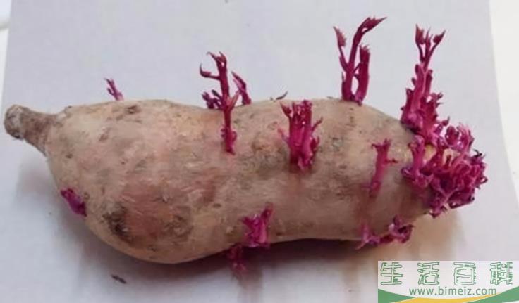 红薯发紫色芽了还能吃吗(红薯在家放着出芽了还能吃吗)