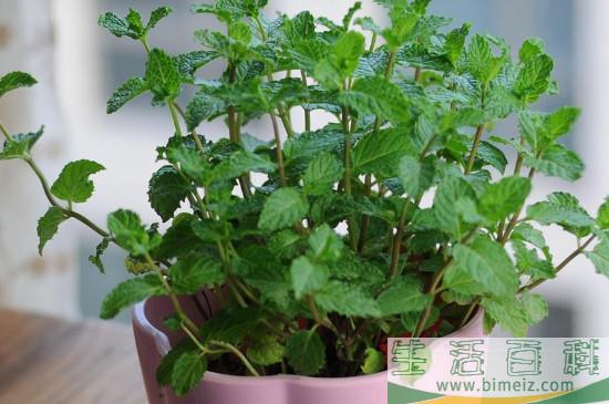 家里放一物绝对没蟑螂