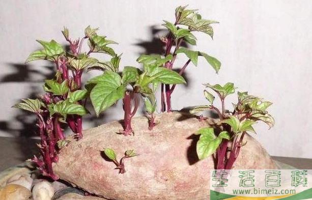 红薯发紫色芽了还能吃吗(红薯在家放着出芽了还能吃吗)