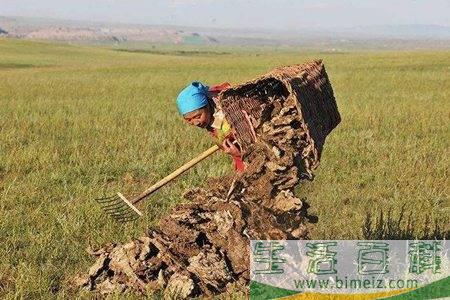 村民遭雷击后被埋入牛粪治疗怎么回事 印度用牛粪来干嘛有什么功效