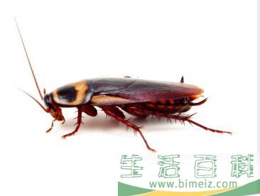家里挺干净有一只蟑螂，家里非常干净还有蟑螂怎么办